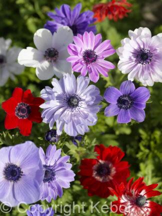 Anemone coronaria De Cean Mix - bag