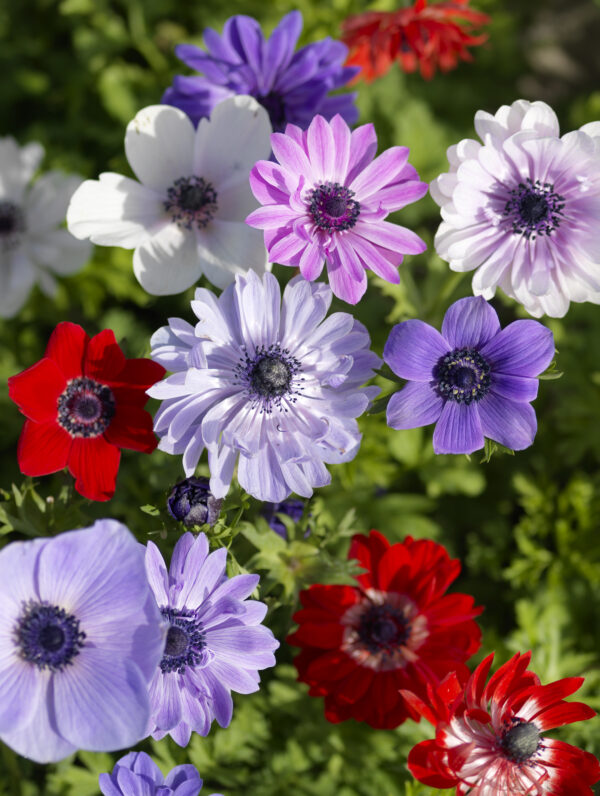 Anemone coronaria De Cean Mix  - bag