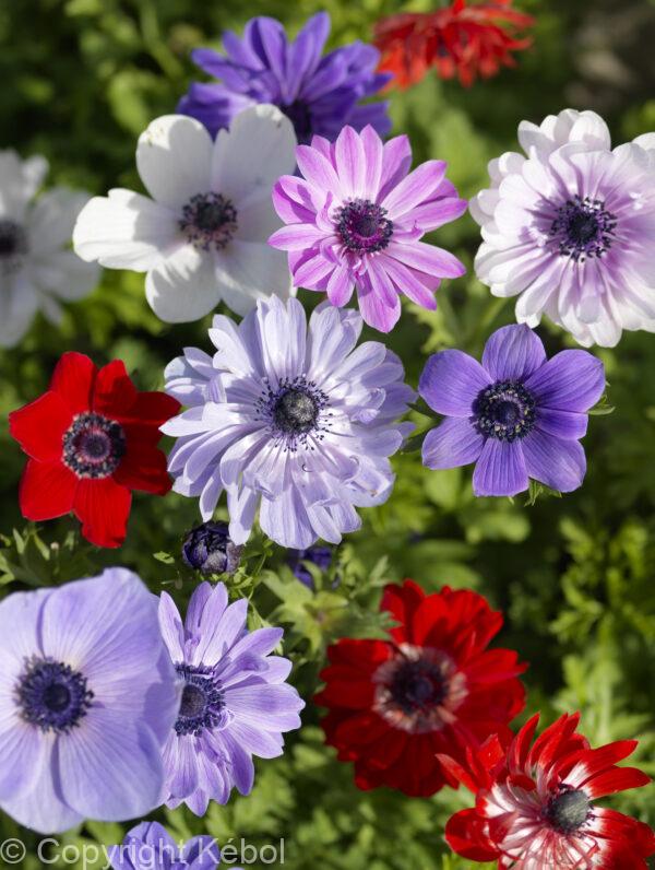 Anemone De Cean Mix