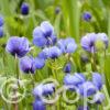 Anemone Mr. Fokker