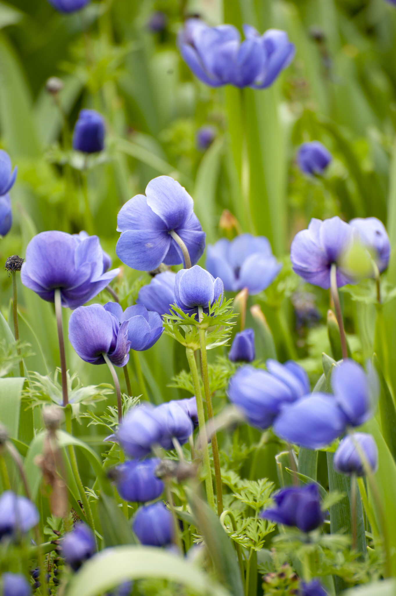 Anemone Mr. Fokker