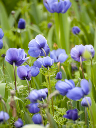 Anemone coronaria Mr. Fokker  - bag