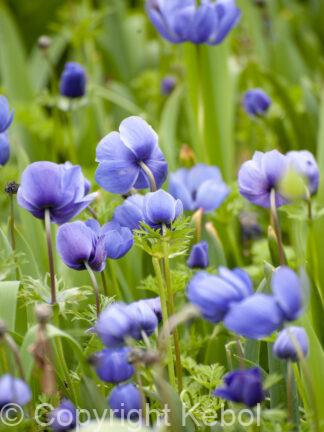 Anemone coronaria Mr. Fokker - bag