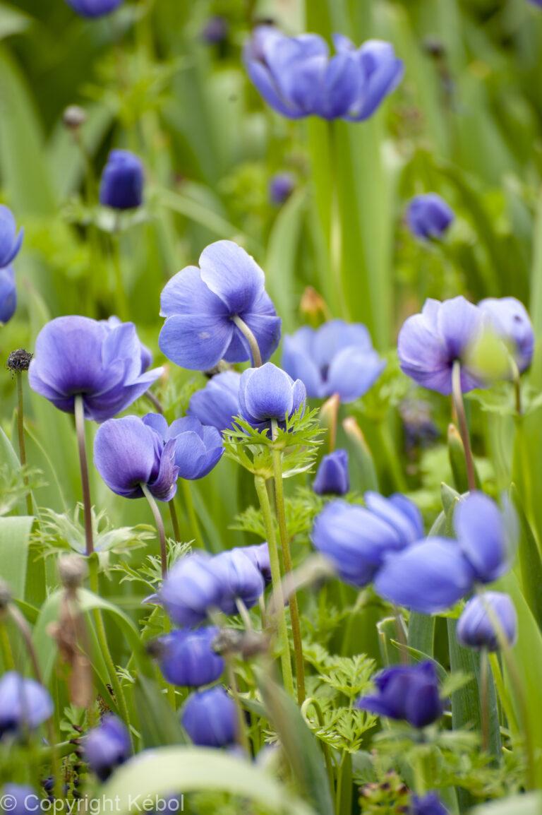 Anemone Mr. Fokker