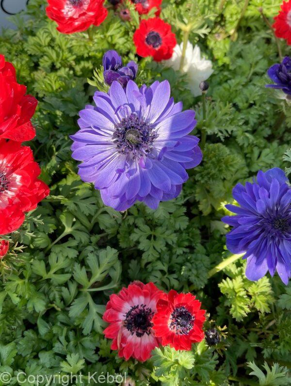 Anemone St. Brigid Mix