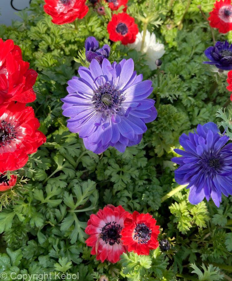 Anemone St. Brigid Mix