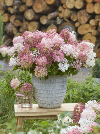 Hydrangea paniculata Groundbreaker Blush - case