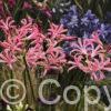 Nerine bowdenii
