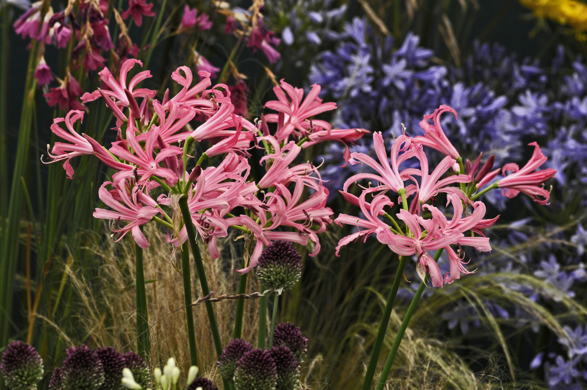 Nerine bowdenii