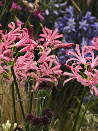 Nerine bowdenii bowdenii - bag