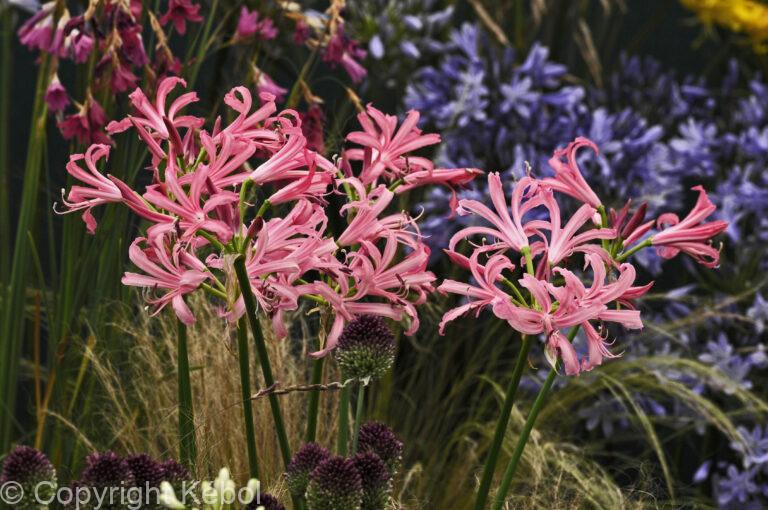 Nerine bowdenii