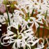 Nerine Alba