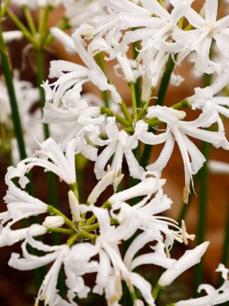 Nerine bowdenii Alba - bag