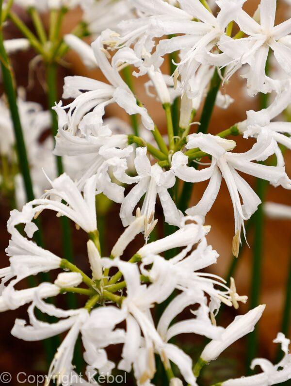 Nerine Alba