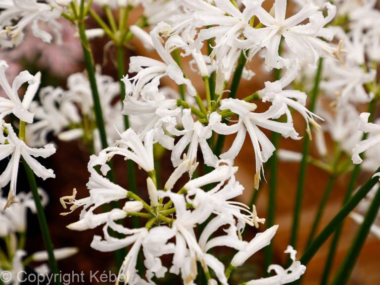 Nerine Alba