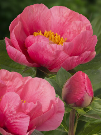 Paeonia lactiflora (S) Lovely Rose  - case