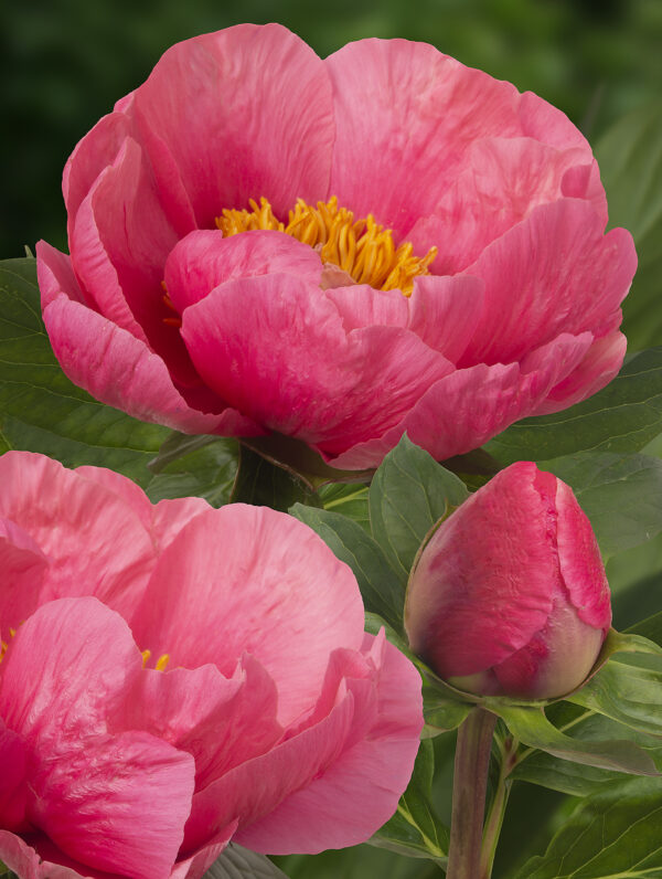 Paeonia lactiflora (S) Lovely Rose  - case