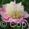 Paeonia lactiflora (D) Sorbet - Bag