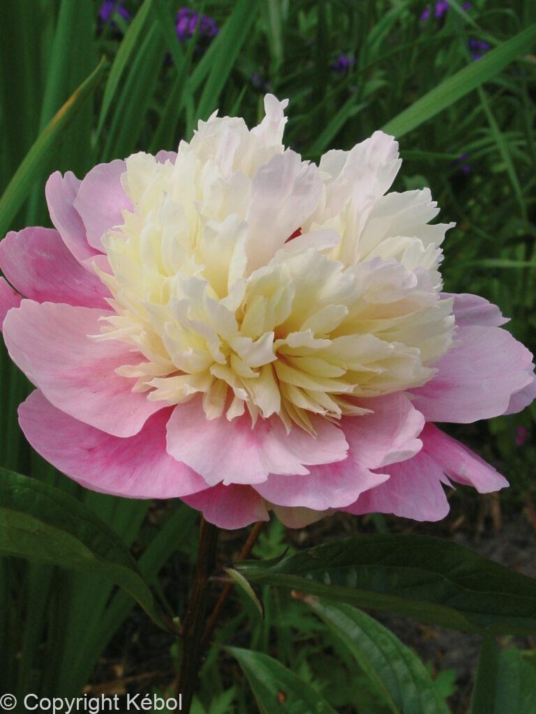Paeonia lactiflora (D) Sorbet - Bag