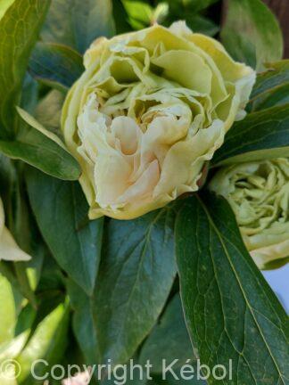Paeonia hybrid Sunny Girl - case