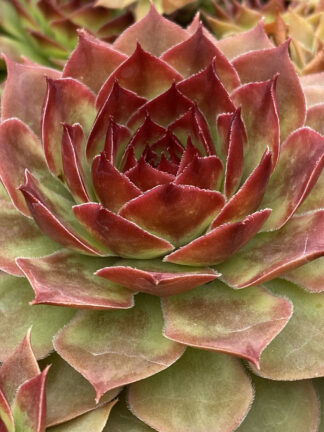 Sempervivum hybrid Giants Copper Canyon  - bag