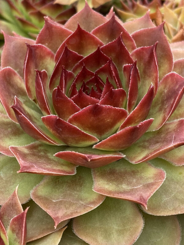 Sempervivum hybrid Giants Copper Canyon  - bag