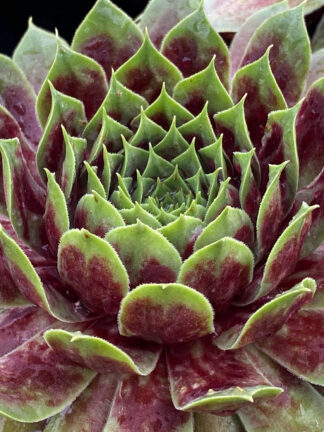 Sempervivum hybrid Giants Emerald Explosion  - bag