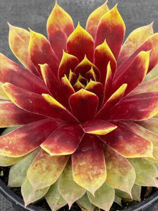 Sempervivum hybrid Giants Gold Mine  - bag