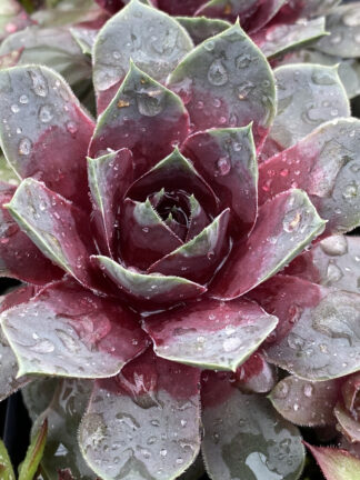 Sempervivum hybrid Giants Steel Appeal  - bag