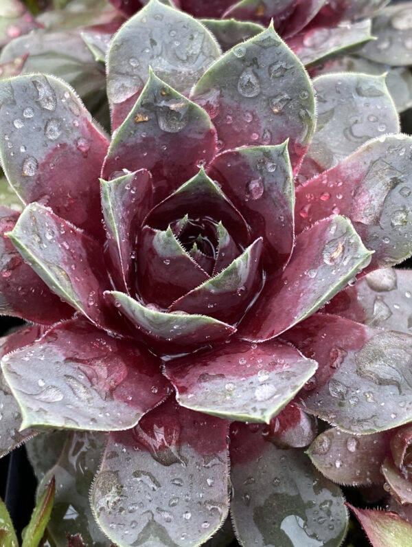 Sempervivum hybrid Giants Steel Appeal  - bag