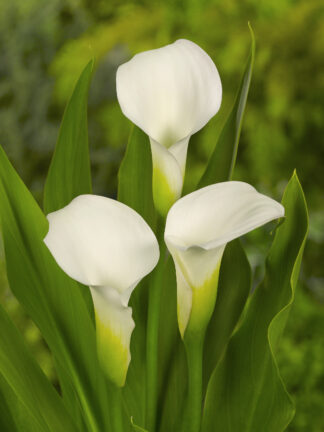 Zantedeschia spp. Crystal Blush  - case