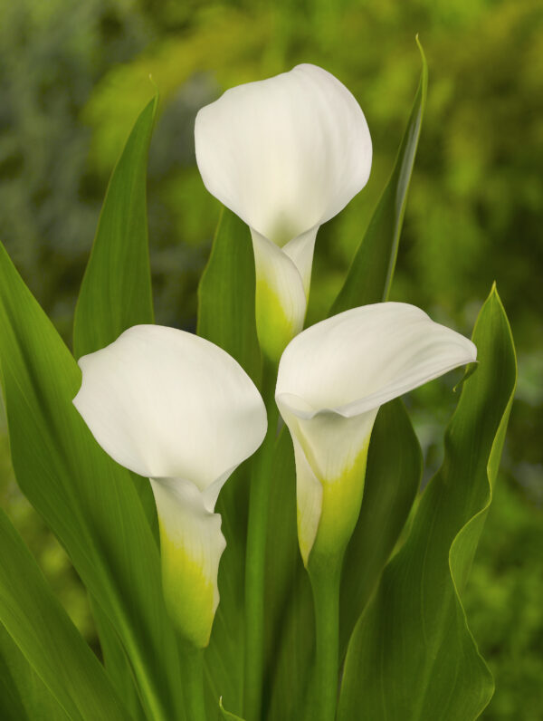 Zantedeschia spp. Crystal Blush  - case