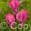 Zantedeschia Garnet Glow