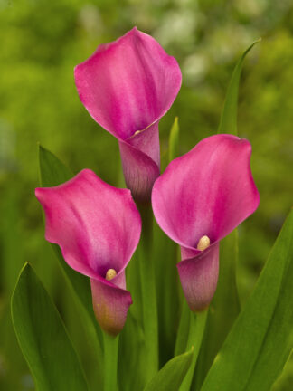 Zantedeschia spp. Garnet Glow - case