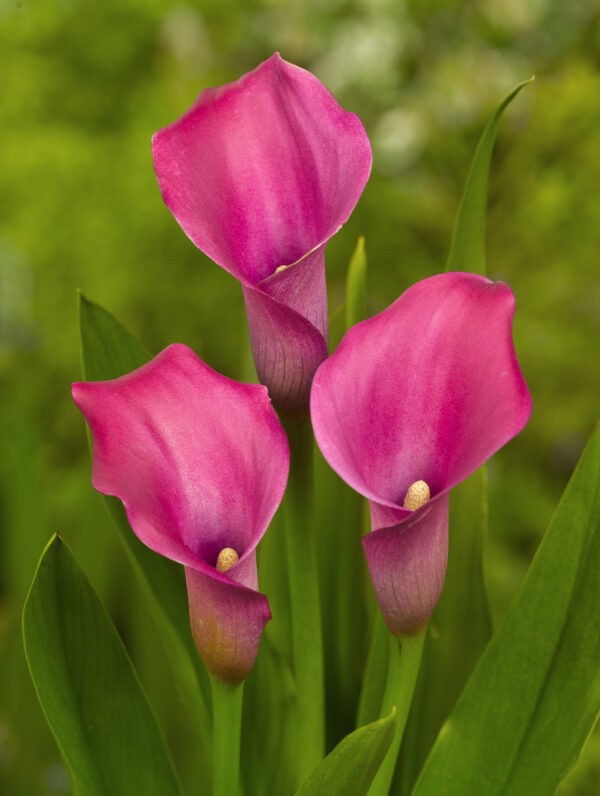 Zantedeschia spp. Garnet Glow  - case