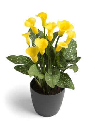 Zantedeschia spp. Gold Crown - case