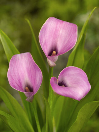 Zantedeschia spp. Grape Velvet - case