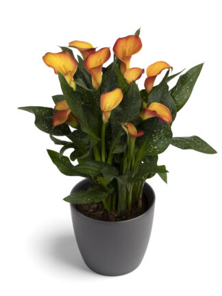 Zantedeschia spp. Morning Sun - case
