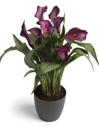 Zantedeschia spp. Night Club - case