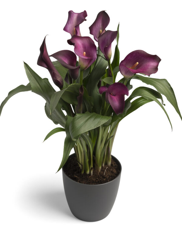 Zantedeschia spp. Night Club  - case