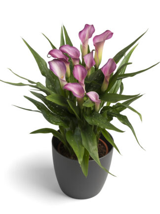 Zantedeschia spp. Purple Beat - case