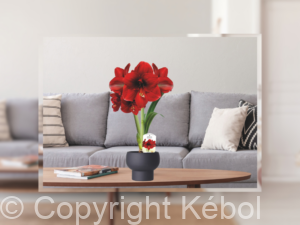 Amorita Danu is the highlight of the potting season