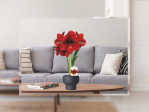 Amorita Danu is the highlight of the potting season