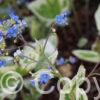 Brunnera Variegata
