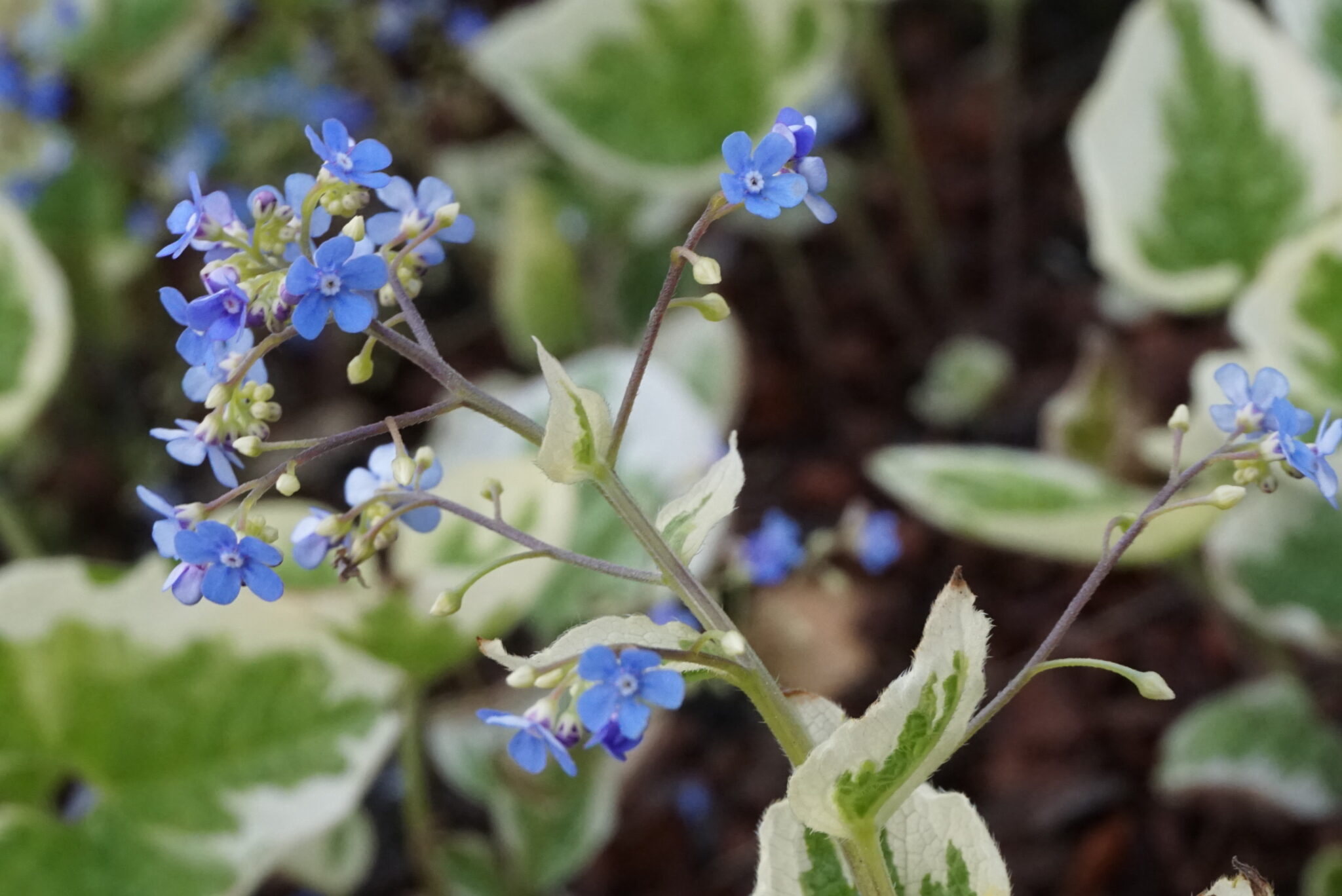 Brunnera Variegata