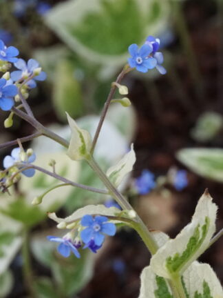 Brunnera Variegata - case