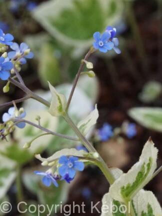 Brunnera Variegata - case