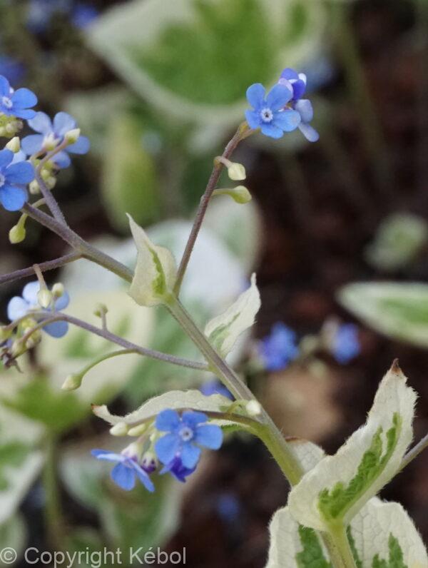 Brunnera Variegata