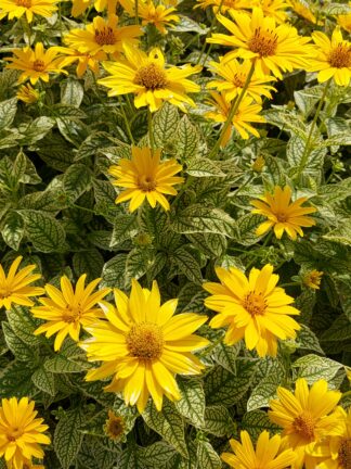 Heliopsis Variegata Oriole - case