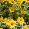 Heliopsis Variegata Oriole